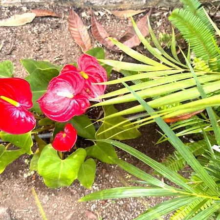 Casa Flor פוארטו דה לה קרוז