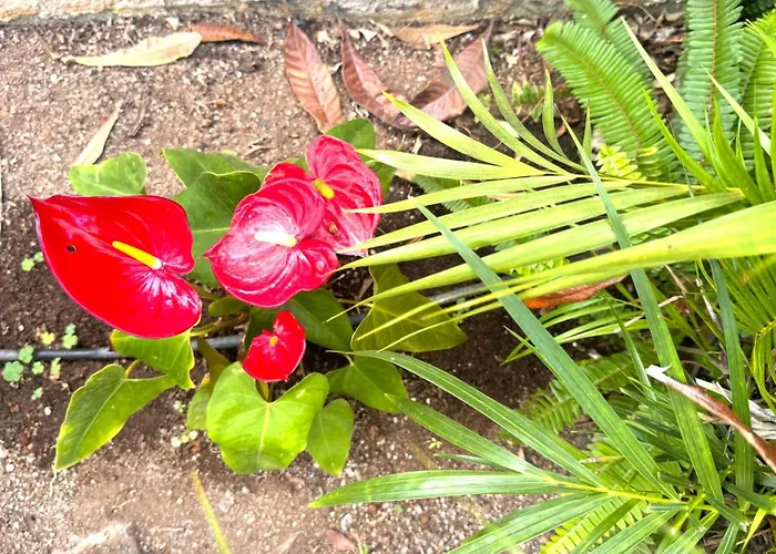 Casa Flor Puerto de la Cruz (Tenerife)